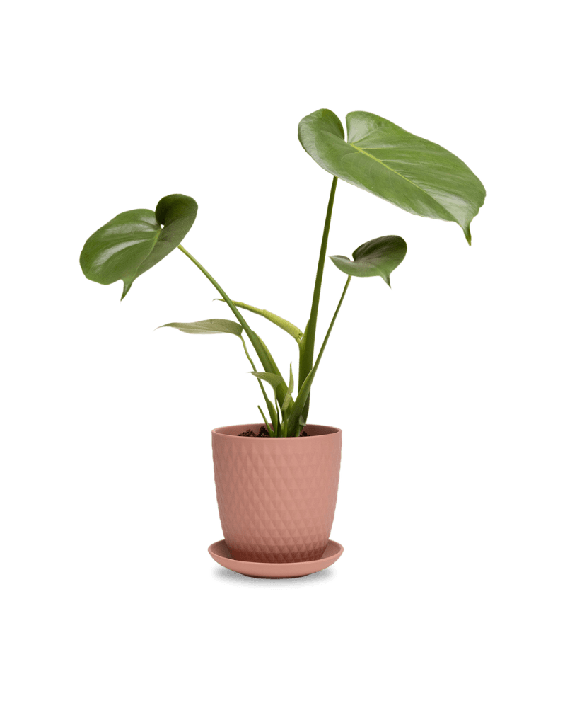 Virago 5" Porcelain Pot With Drainage Hole And Saucer - Chive Ceramics Studio - Pots - Chive Ceramics Studio