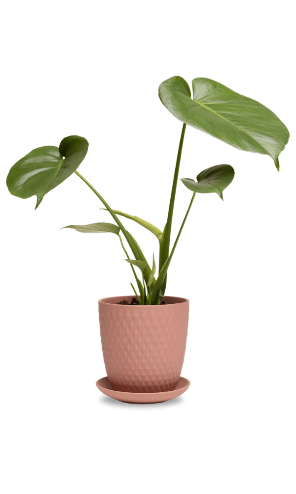 Virago 5" Porcelain Pot With Drainage Hole And Saucer - Chive Ceramics Studio - Pots - Chive Ceramics Studio