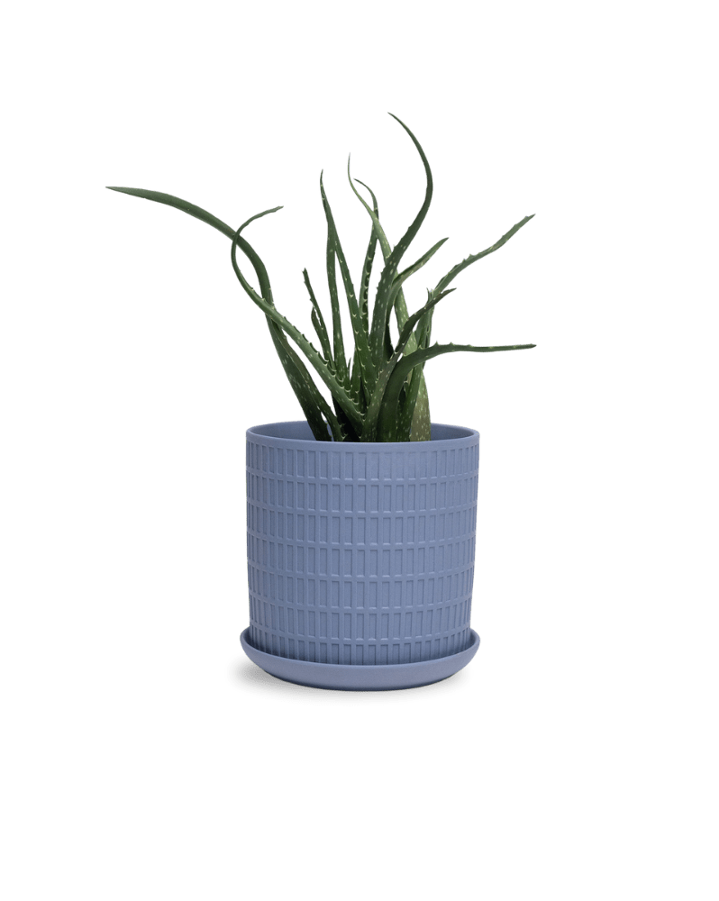 Virago 5" Porcelain Pot With Drainage Hole And Saucer - Chive Ceramics Studio - Pots - Chive Ceramics Studio