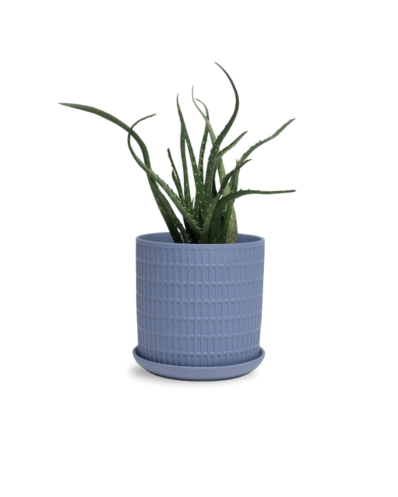 Virago 5" Porcelain Pot With Drainage Hole And Saucer - Chive Ceramics Studio - Pots - Chive Ceramics Studio