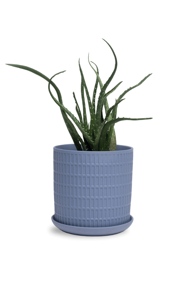 Virago 5" Porcelain Pot With Drainage Hole And Saucer - Chive Ceramics Studio - Pots - Chive Ceramics Studio