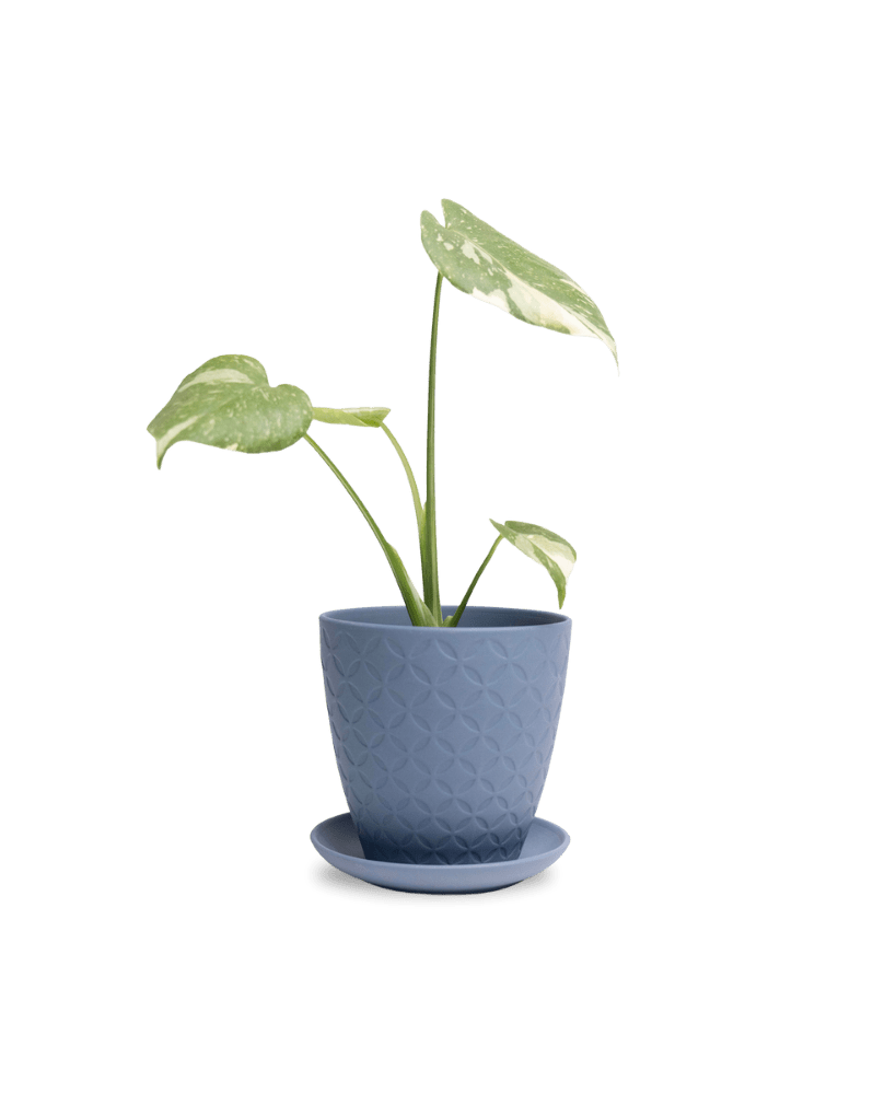 Virago 5" Porcelain Pot With Drainage Hole And Saucer - Chive Ceramics Studio - Pots - Chive Ceramics Studio