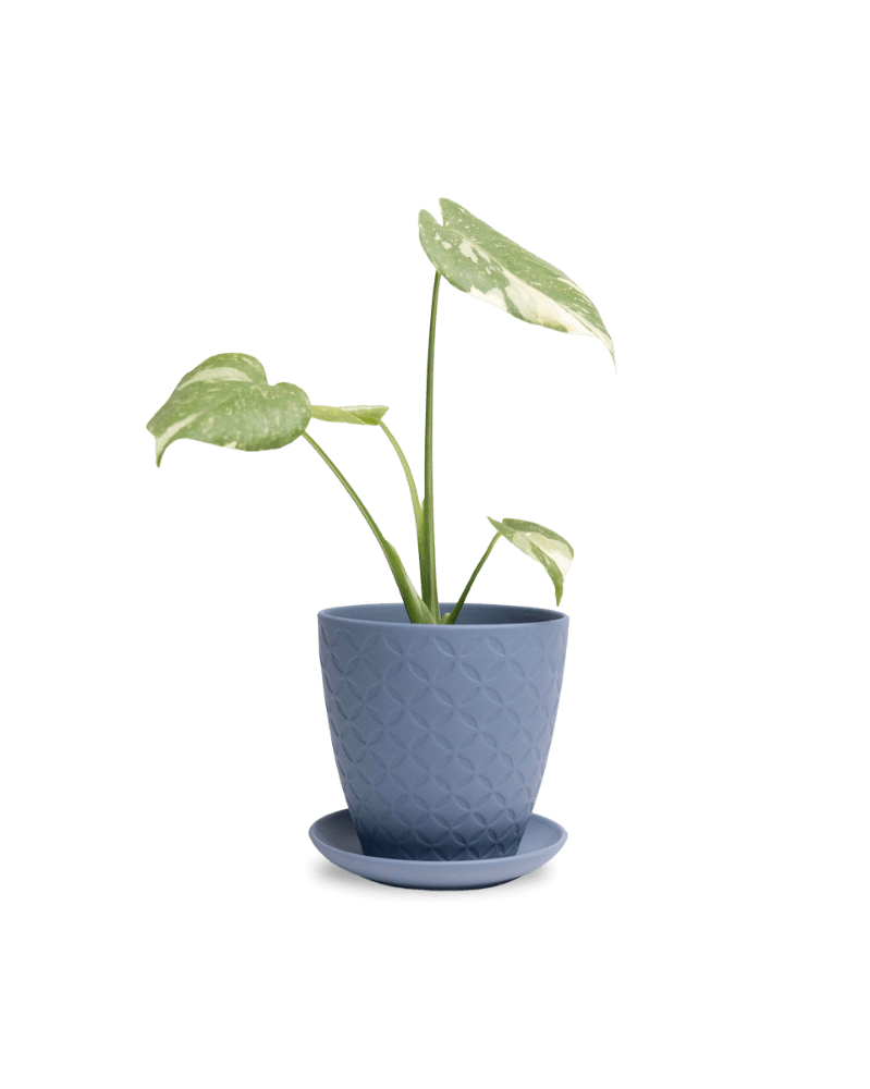 Virago 5" Porcelain Pot With Drainage Hole And Saucer - Chive Ceramics Studio - Pots - Chive Ceramics Studio