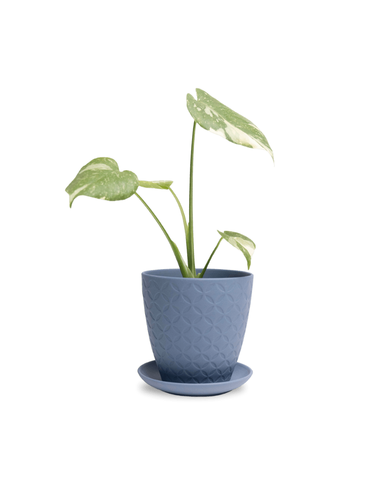 Virago 5" Porcelain Pot With Drainage Hole And Saucer - Chive Ceramics Studio - Pots - Chive Ceramics Studio