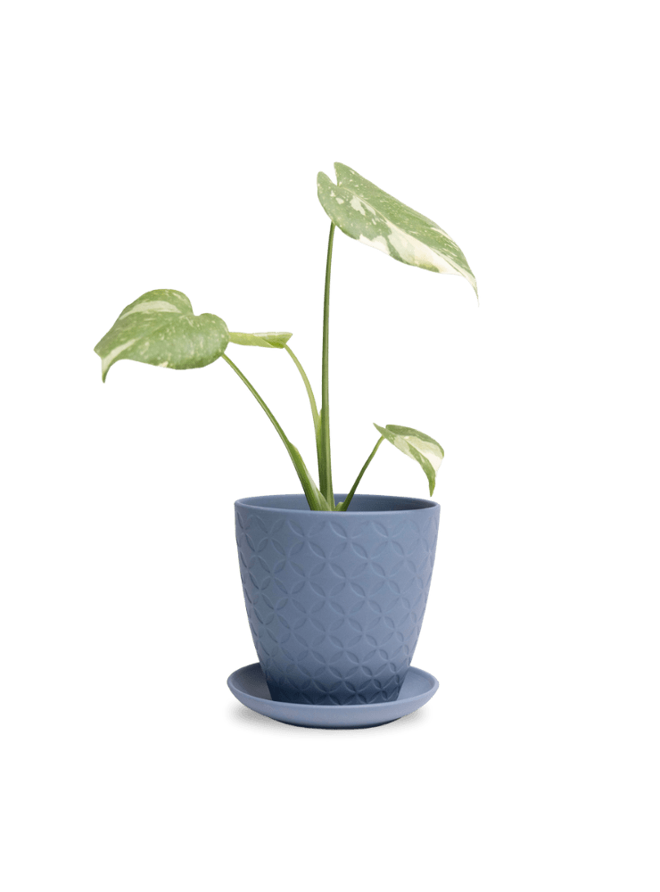 Virago 5" Porcelain Pot With Drainage Hole And Saucer - Chive Ceramics Studio - Pots - Chive Ceramics Studio