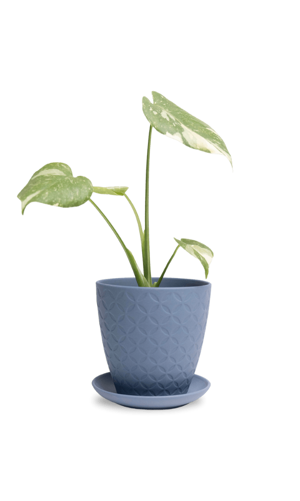 Virago 5" Porcelain Pot With Drainage Hole And Saucer - Chive Ceramics Studio - Pots - Chive Ceramics Studio