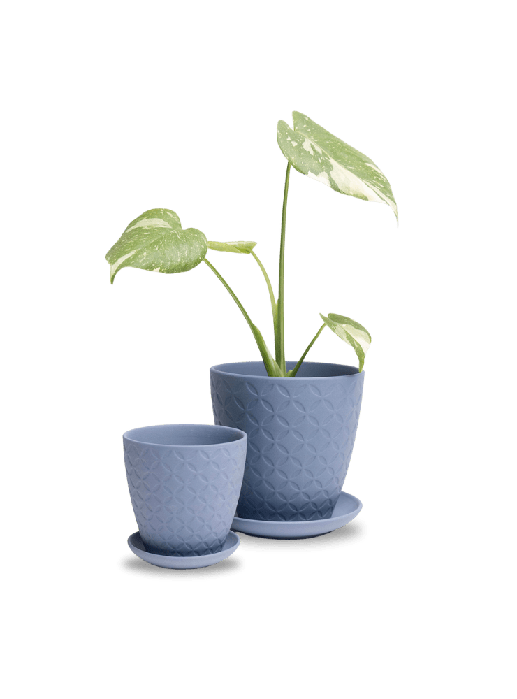 Virago 5" Porcelain Pot With Drainage Hole And Saucer - Chive Ceramics Studio - Pots - Chive Ceramics Studio