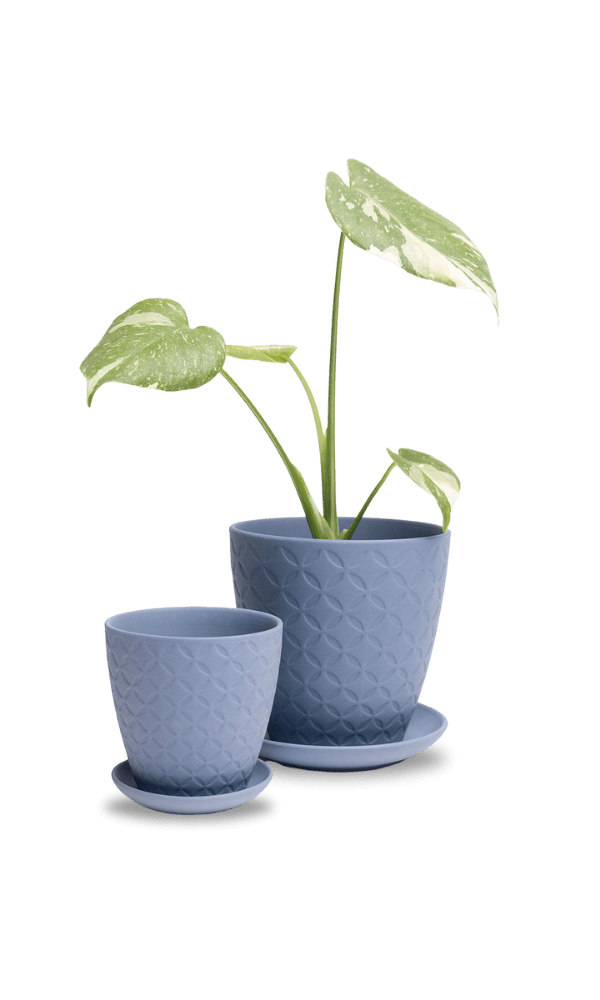 Virago 5" Porcelain Pot With Drainage Hole And Saucer - Chive Ceramics Studio - Pots - Chive Ceramics Studio