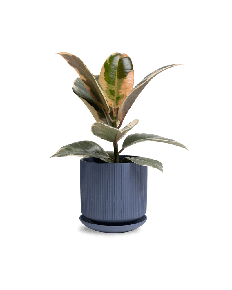 Virago 5" Porcelain Pot With Drainage Hole And Saucer - Chive Ceramics Studio - Pots - Chive Ceramics Studio