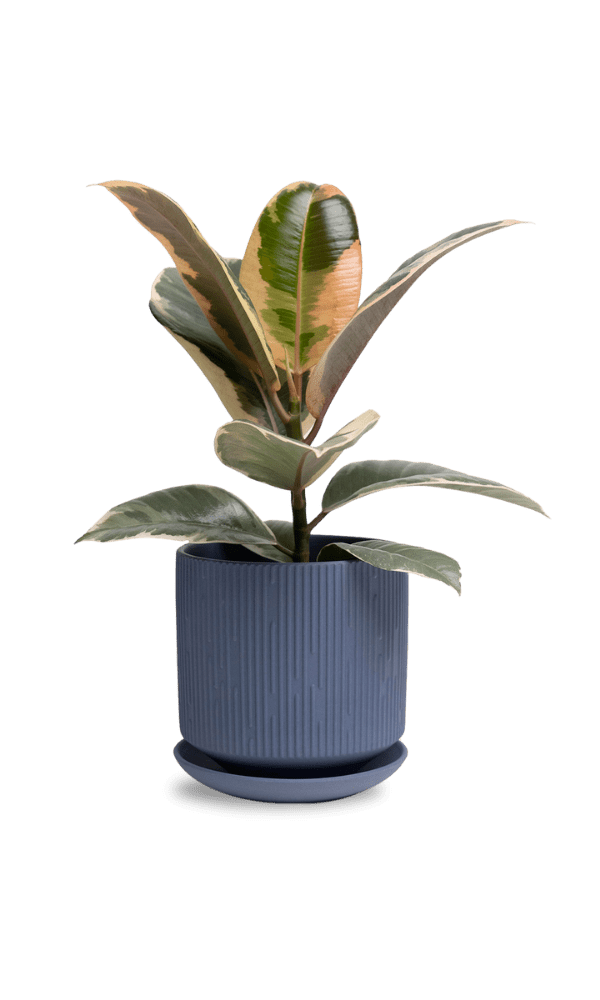 Virago 5" Porcelain Pot With Drainage Hole And Saucer - Chive Ceramics Studio - Pots - Chive Ceramics Studio