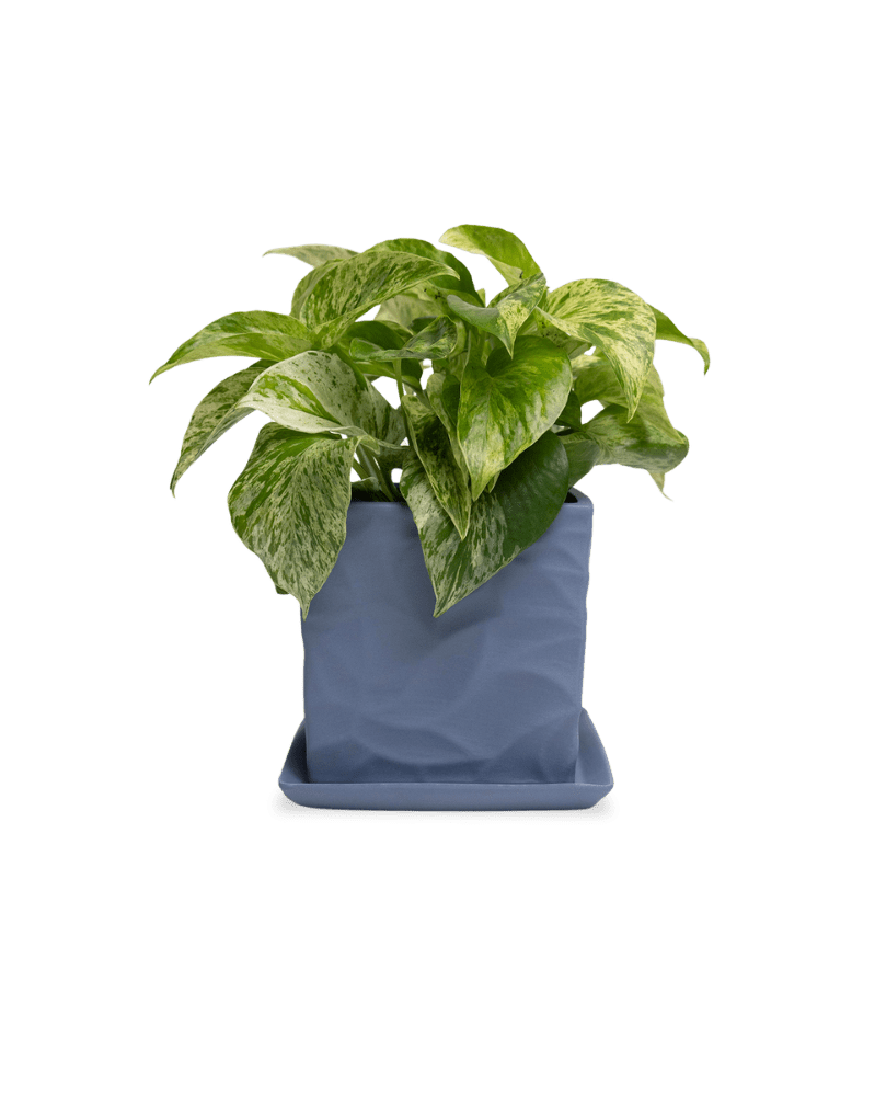 Virago 5" Porcelain Pot With Drainage Hole And Saucer - Chive Ceramics Studio - Pots - Chive Ceramics Studio