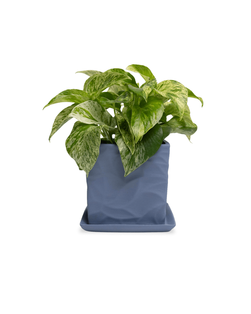 Virago 5" Porcelain Pot With Drainage Hole And Saucer - Chive Ceramics Studio - Pots - Chive Ceramics Studio