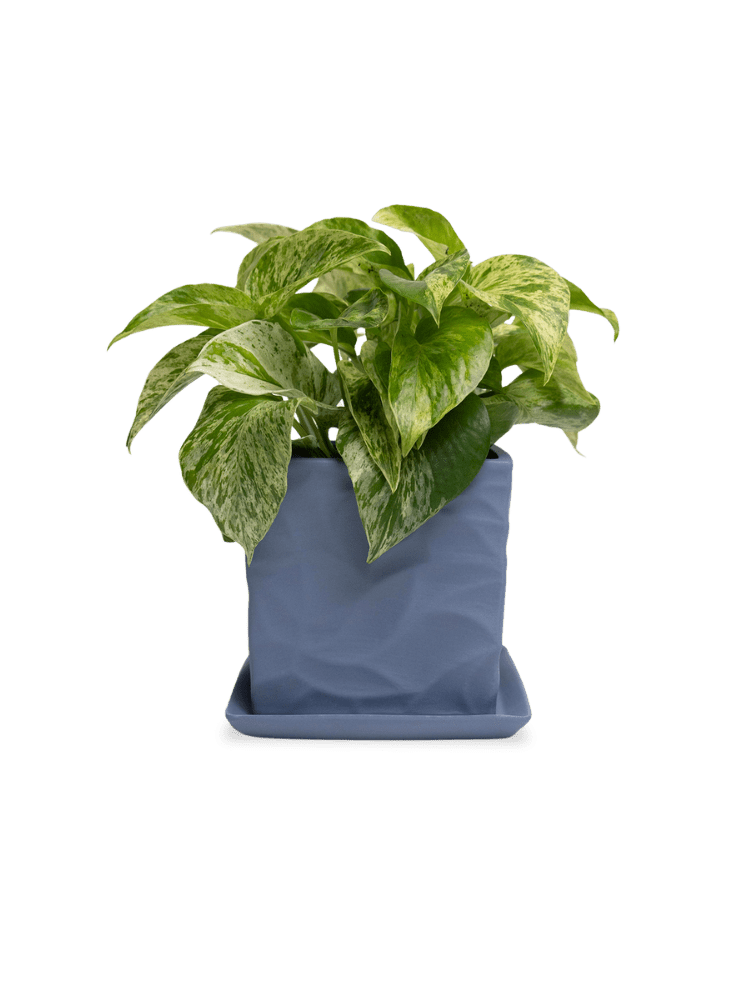 Virago 5" Porcelain Pot With Drainage Hole And Saucer - Chive Ceramics Studio - Pots - Chive Ceramics Studio