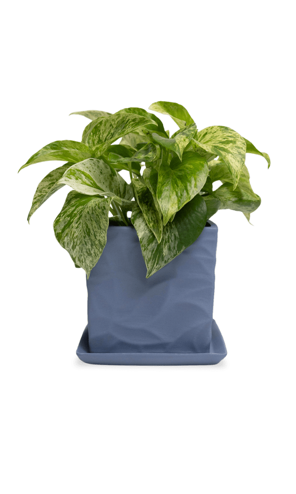 Virago 5" Porcelain Pot With Drainage Hole And Saucer - Chive Ceramics Studio - Pots - Chive Ceramics Studio