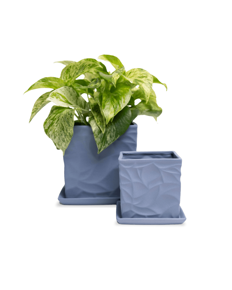 Virago 5" Porcelain Pot With Drainage Hole And Saucer - Chive Ceramics Studio - Pots - Chive Ceramics Studio