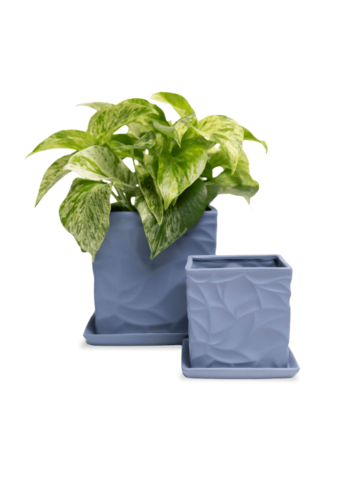 Virago 5" Porcelain Pot With Drainage Hole And Saucer - Chive Ceramics Studio - Pots - Chive Ceramics Studio