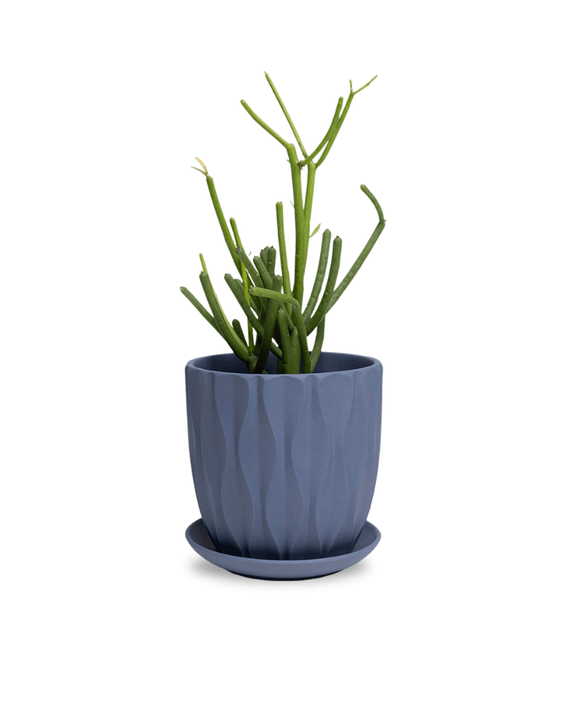 Virago 5" Porcelain Pot With Drainage Hole And Saucer - Chive Ceramics Studio - Pots - Chive Ceramics Studio