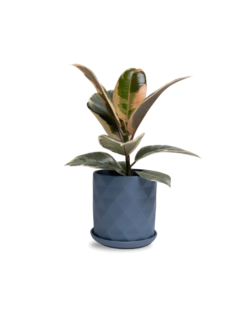 Virago 5" Porcelain Pot With Drainage Hole And Saucer - Chive Ceramics Studio - Pots - Chive Ceramics Studio