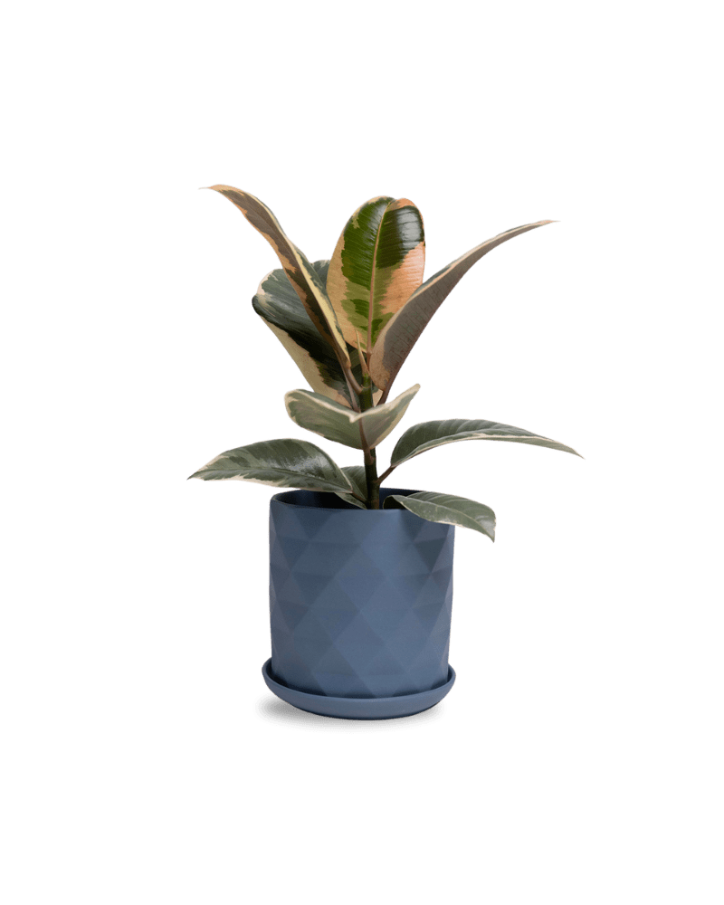 Virago 5" Porcelain Pot With Drainage Hole And Saucer - Chive Ceramics Studio - Pots - Chive Ceramics Studio