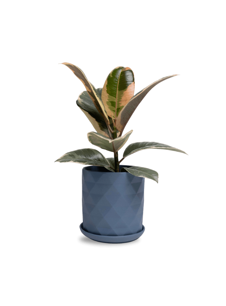 Virago 5" Porcelain Pot With Drainage Hole And Saucer - Chive Ceramics Studio - Pots - Chive Ceramics Studio