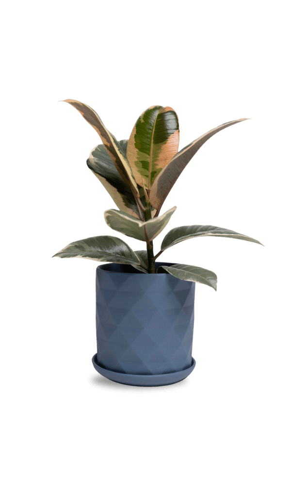 Virago 5" Porcelain Pot With Drainage Hole And Saucer - Chive Ceramics Studio - Pots - Chive Ceramics Studio