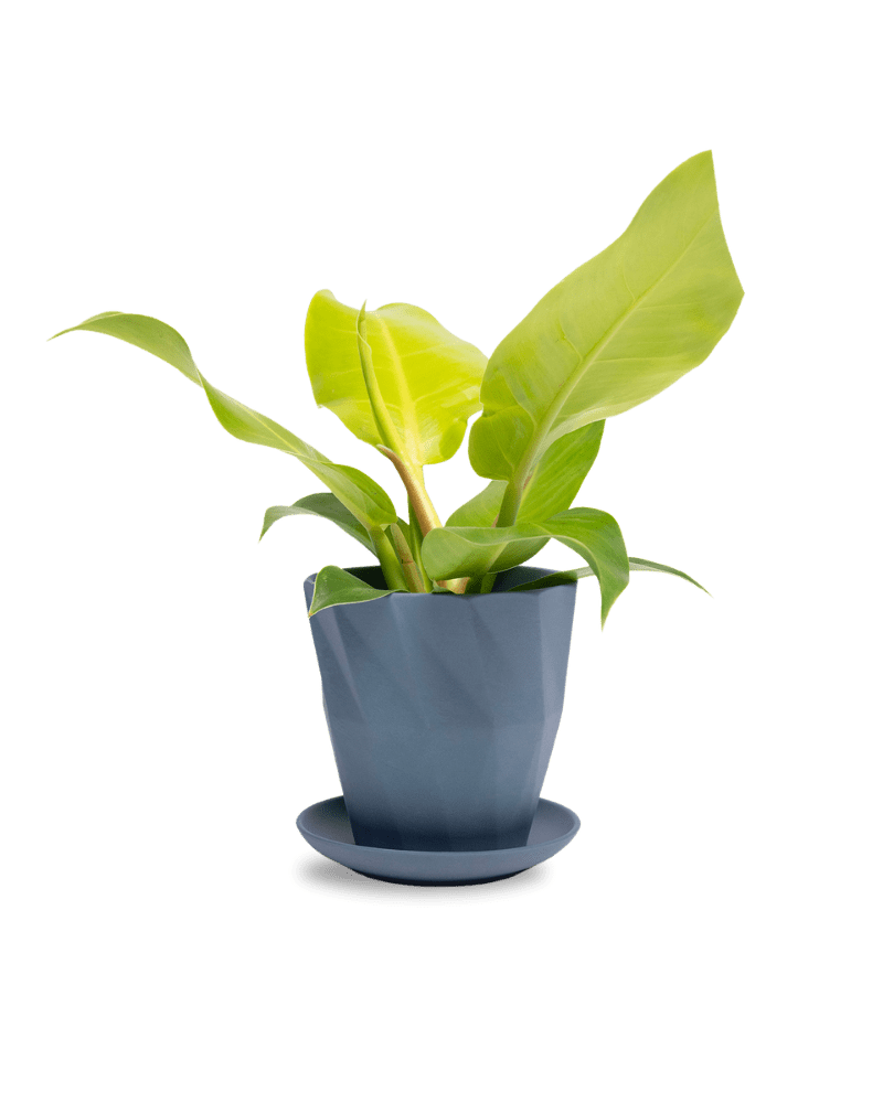 Virago 5" Porcelain Pot With Drainage Hole And Saucer - Chive Ceramics Studio - Pots - Chive Ceramics Studio