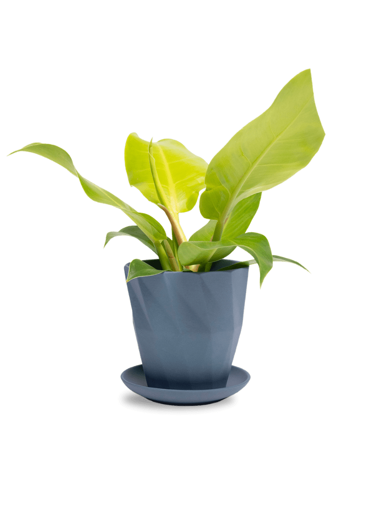 Virago 5" Porcelain Pot With Drainage Hole And Saucer - Chive Ceramics Studio - Pots - Chive Ceramics Studio