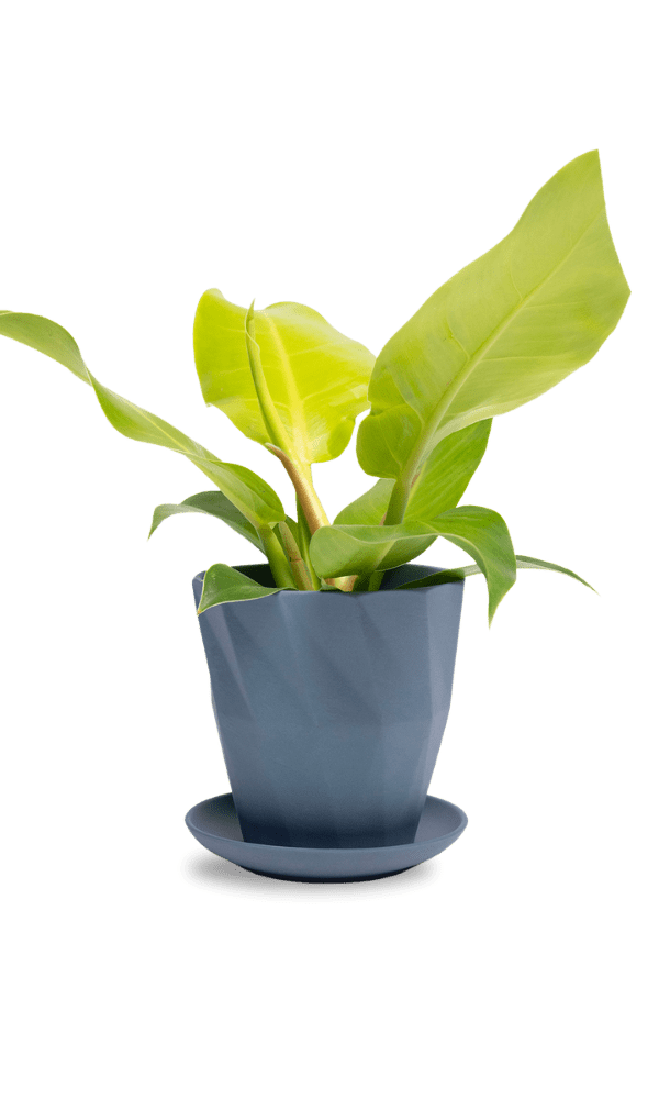 Virago 5" Porcelain Pot With Drainage Hole And Saucer - Chive Ceramics Studio - Pots - Chive Ceramics Studio