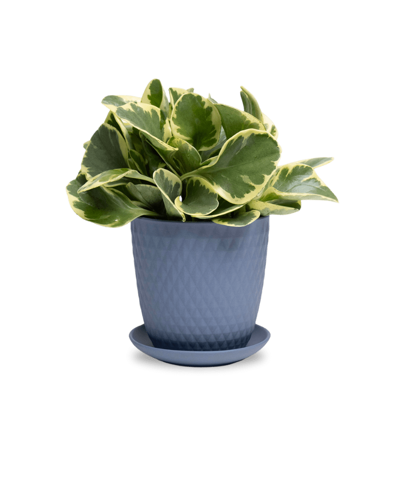 Virago 5" Porcelain Pot With Drainage Hole And Saucer - Chive Ceramics Studio - Pots - Chive Ceramics Studio