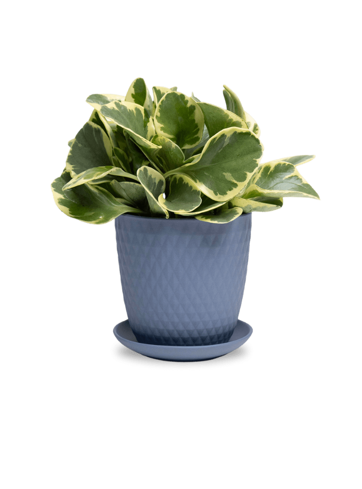 Virago 5" Porcelain Pot With Drainage Hole And Saucer - Chive Ceramics Studio - Pots - Chive Ceramics Studio