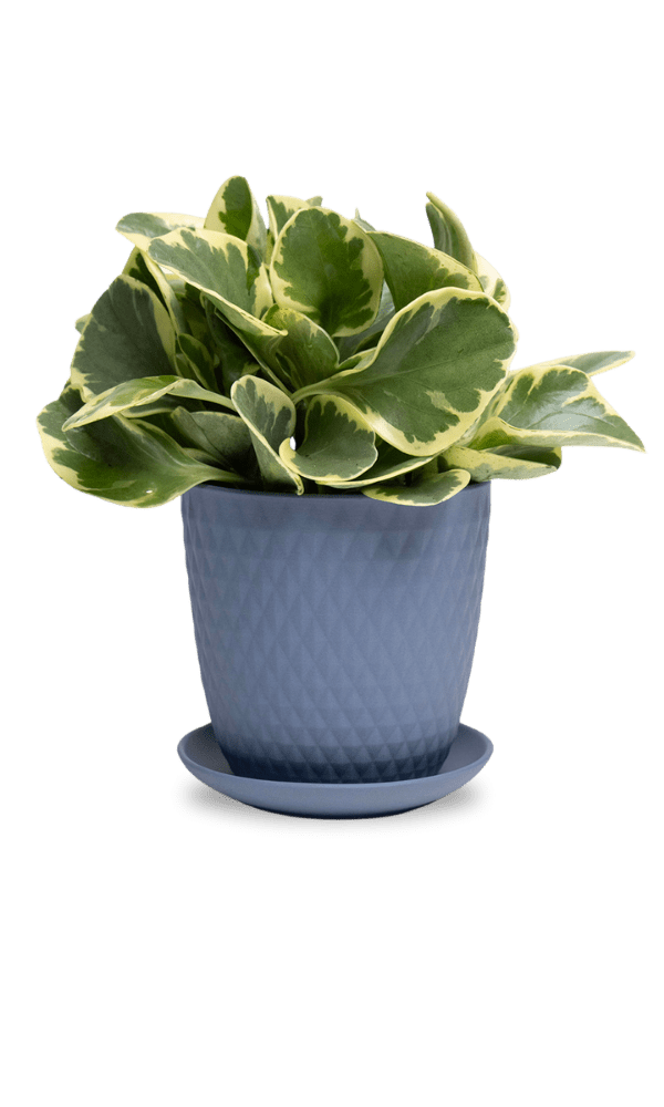 Virago 5" Porcelain Pot With Drainage Hole And Saucer - Chive Ceramics Studio - Pots - Chive Ceramics Studio