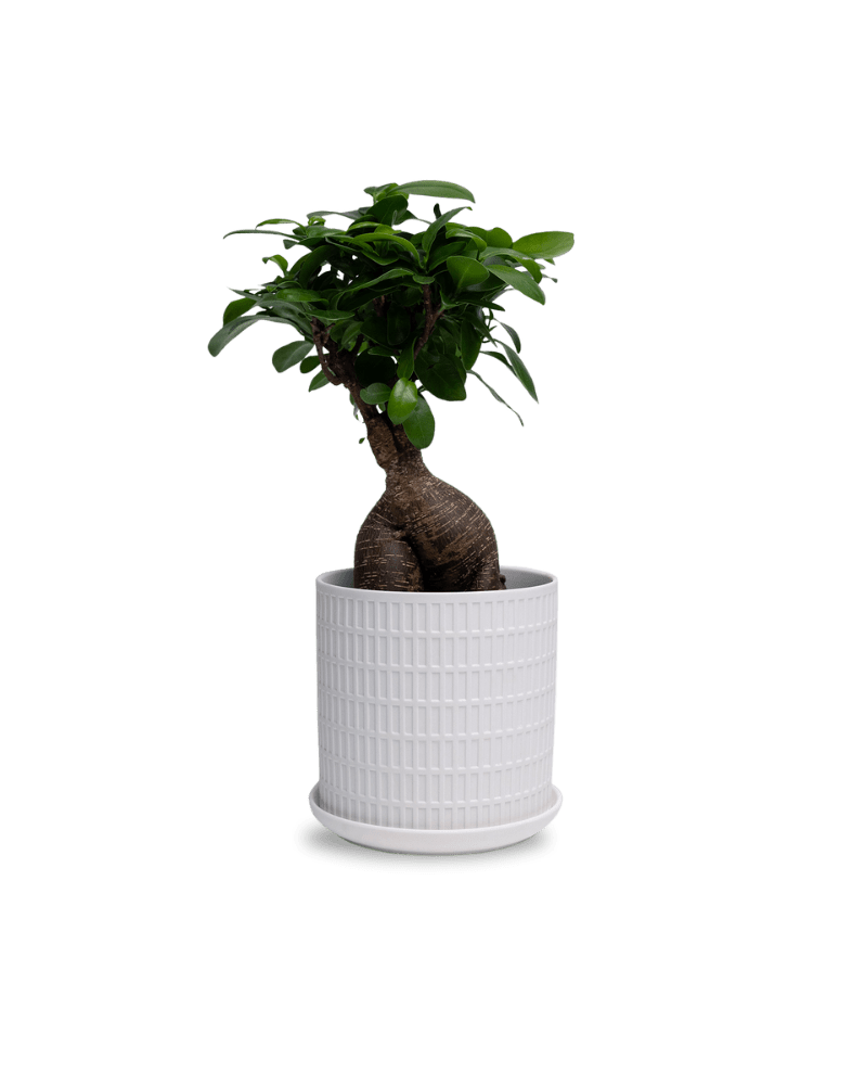 Virago 5" Porcelain Pot With Drainage Hole And Saucer - Chive Ceramics Studio - Pots - Chive Ceramics Studio