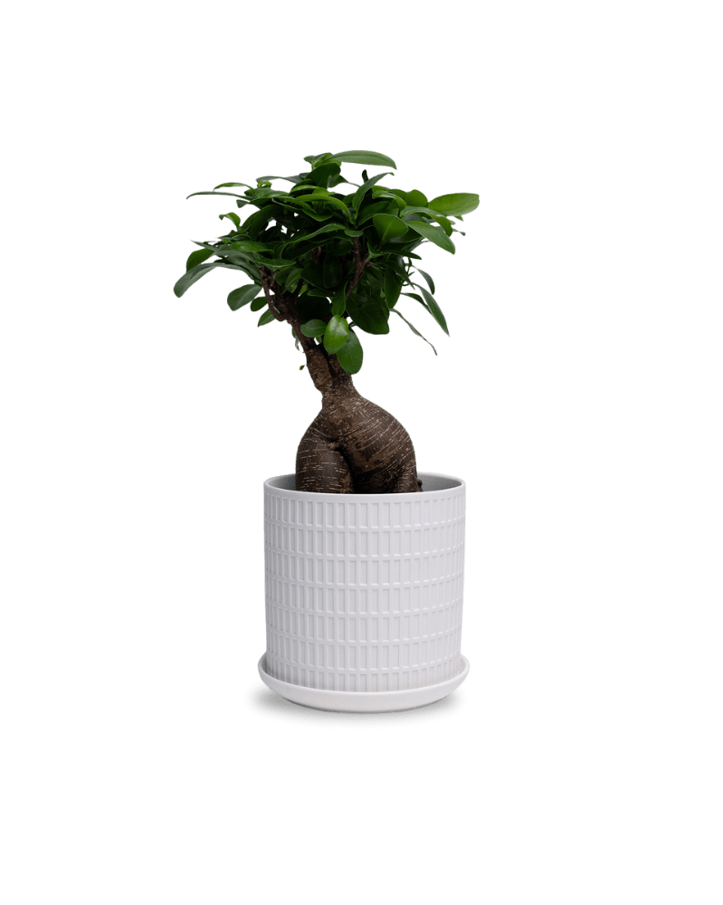 Virago 5" Porcelain Pot With Drainage Hole And Saucer - Chive Ceramics Studio - Pots - Chive Ceramics Studio