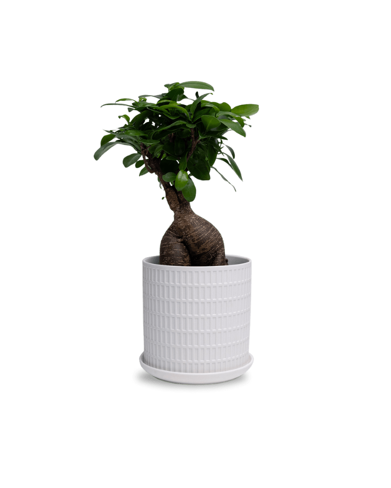 Virago 5" Porcelain Pot With Drainage Hole And Saucer - Chive Ceramics Studio - Pots - Chive Ceramics Studio