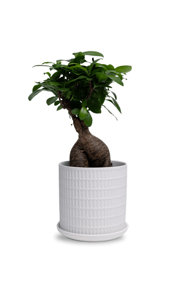 Virago 5" Porcelain Pot With Drainage Hole And Saucer - Chive Ceramics Studio - Pots - Chive Ceramics Studio