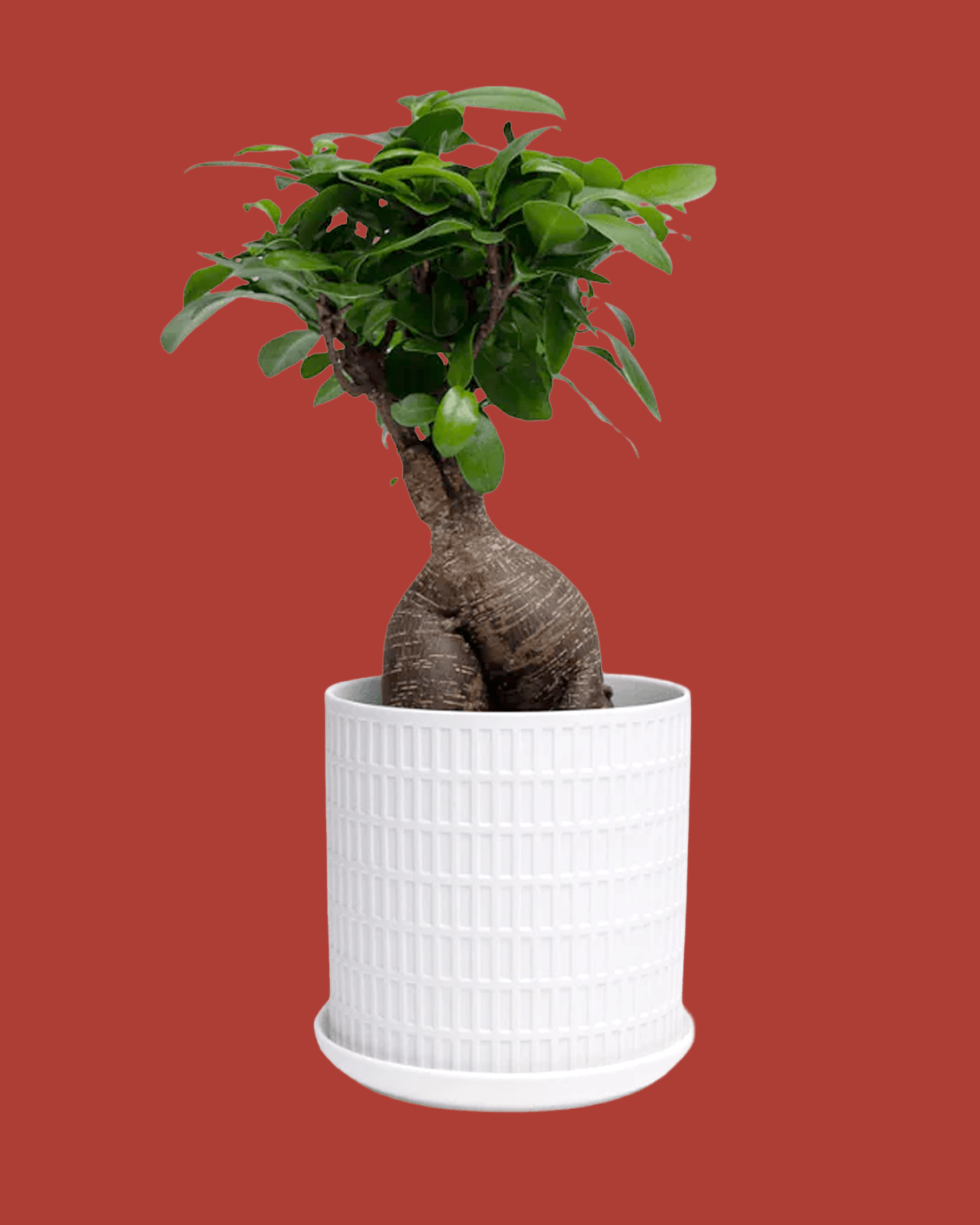 Virago White 5" Porcelain Pot - Chive Ceramics Studio - Pots - Chive Wholesale