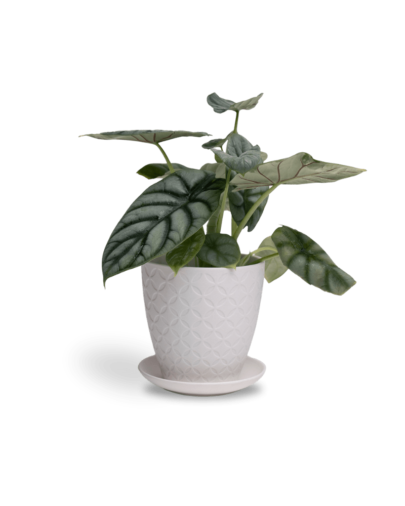 Virago 5" Porcelain Pot With Drainage Hole And Saucer - Chive Ceramics Studio - Pots - Chive Ceramics Studio