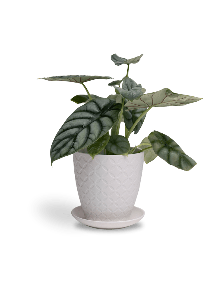 Virago 5" Porcelain Pot With Drainage Hole And Saucer - Chive Ceramics Studio - Pots - Chive Ceramics Studio