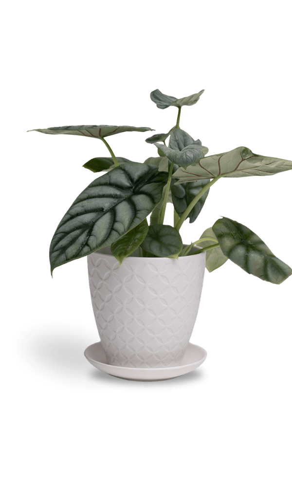 Virago 5" Porcelain Pot With Drainage Hole And Saucer - Chive Ceramics Studio - Pots - Chive Ceramics Studio