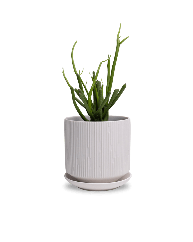 Virago 5" Porcelain Pot With Drainage Hole And Saucer - Chive Ceramics Studio - Pots - Chive Ceramics Studio