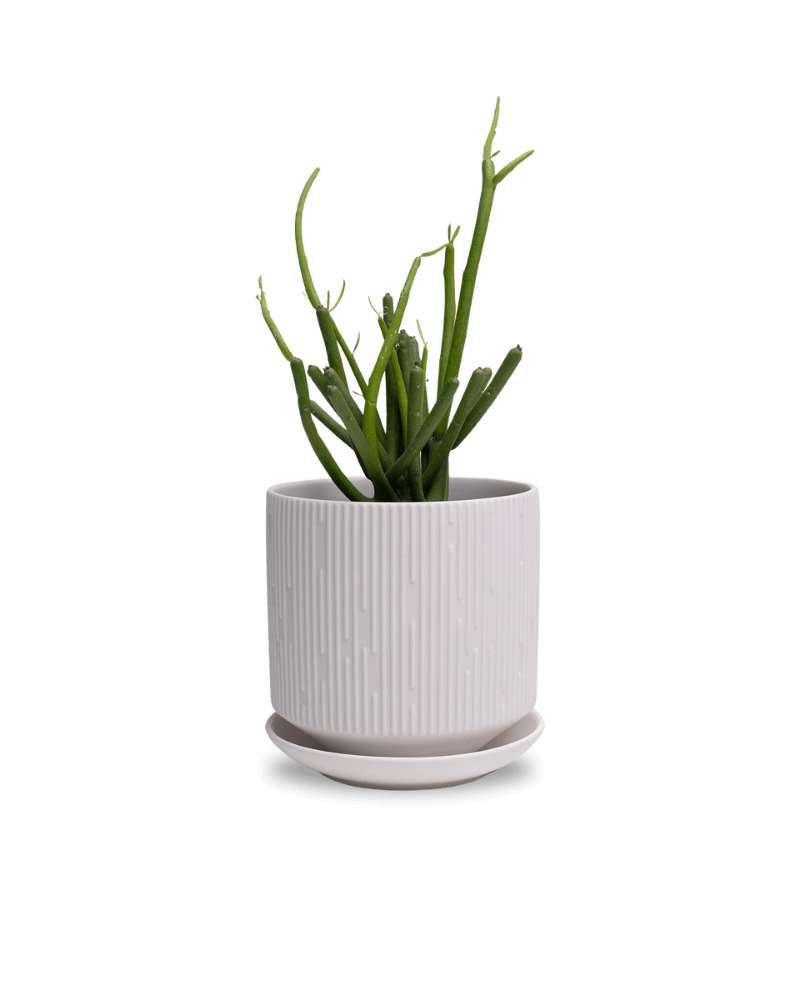 Virago 5" Porcelain Pot With Drainage Hole And Saucer - Chive Ceramics Studio - Pots - Chive Ceramics Studio