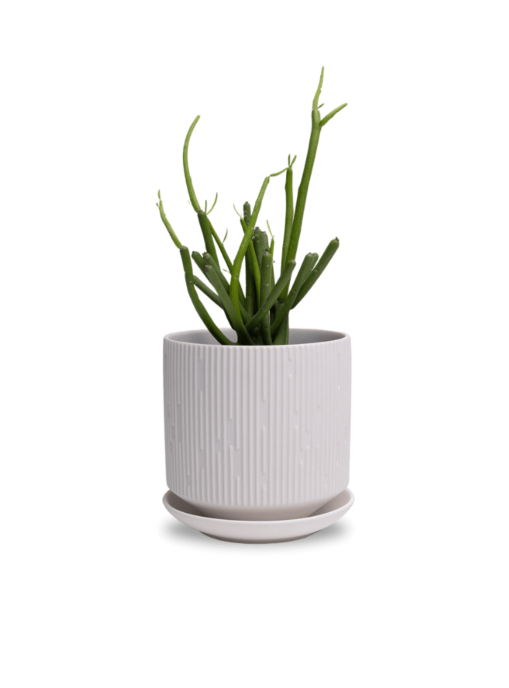 Virago 5" Porcelain Pot With Drainage Hole And Saucer - Chive Ceramics Studio - Pots - Chive Ceramics Studio