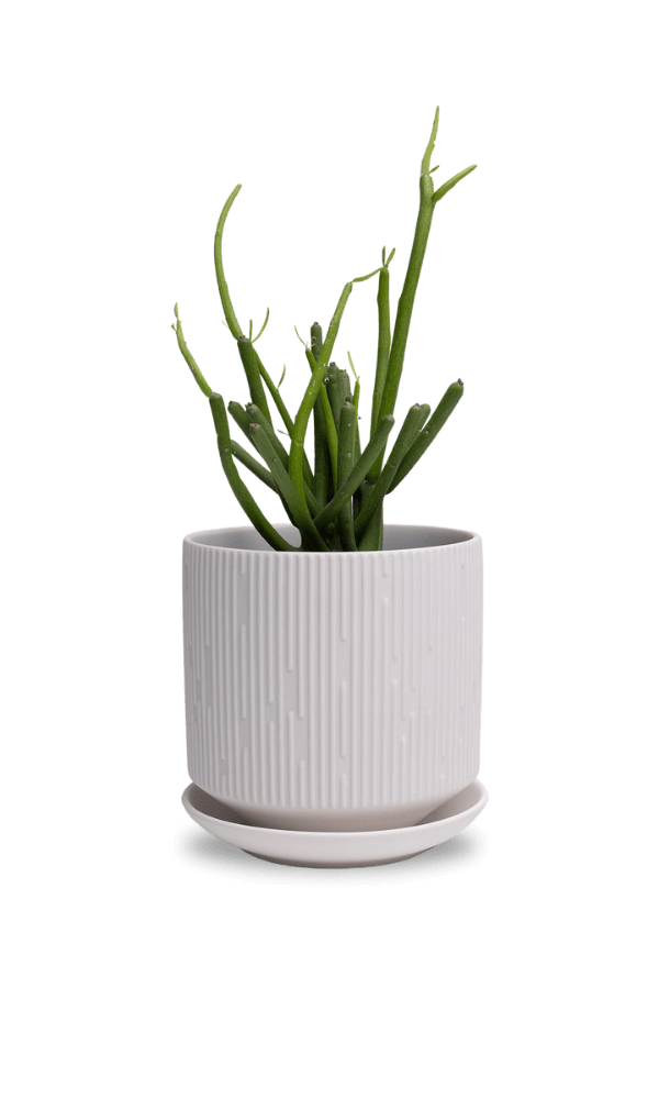 Virago 5" Porcelain Pot With Drainage Hole And Saucer - Chive Ceramics Studio - Pots - Chive Ceramics Studio