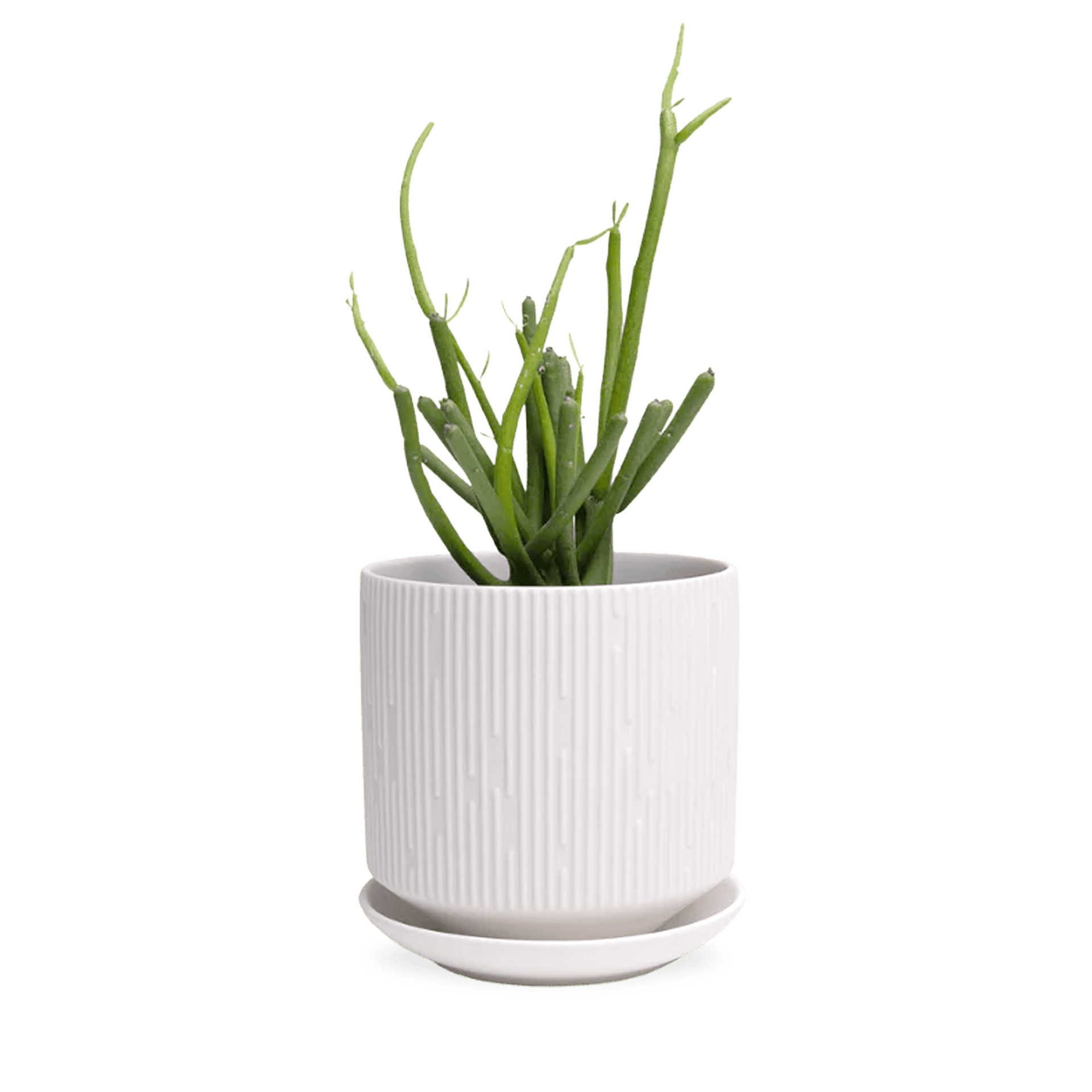 Virago White 5" Porcelain Pot - Chive Ceramics Studio - Pots - Chive Wholesale