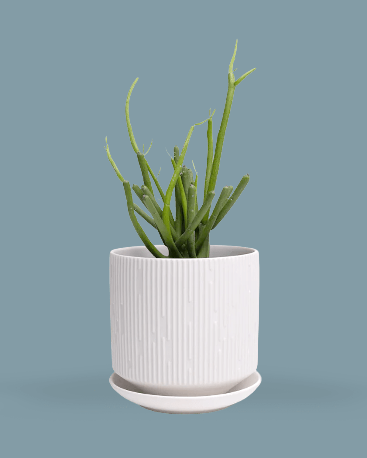 Virago White 5" Porcelain Pot - Chive Ceramics Studio - Pots - Chive Wholesale