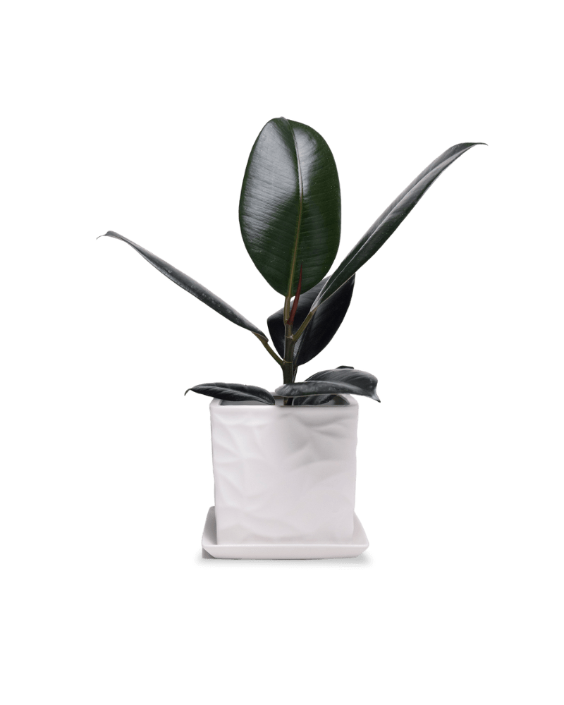 Virago 5" Porcelain Pot With Drainage Hole And Saucer - Chive Ceramics Studio - Pots - Chive Ceramics Studio