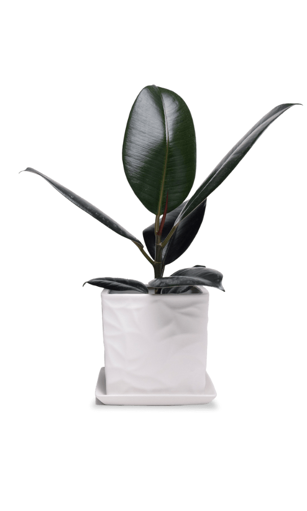 Virago 5" Porcelain Pot With Drainage Hole And Saucer - Chive Ceramics Studio - Pots - Chive Ceramics Studio