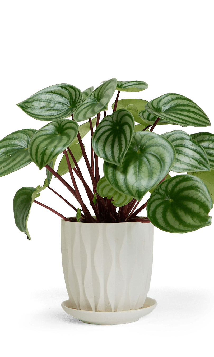 Virago 5" Porcelain Pot With Drainage Hole And Saucer - Chive Ceramics Studio - Pots - Chive Wholesale