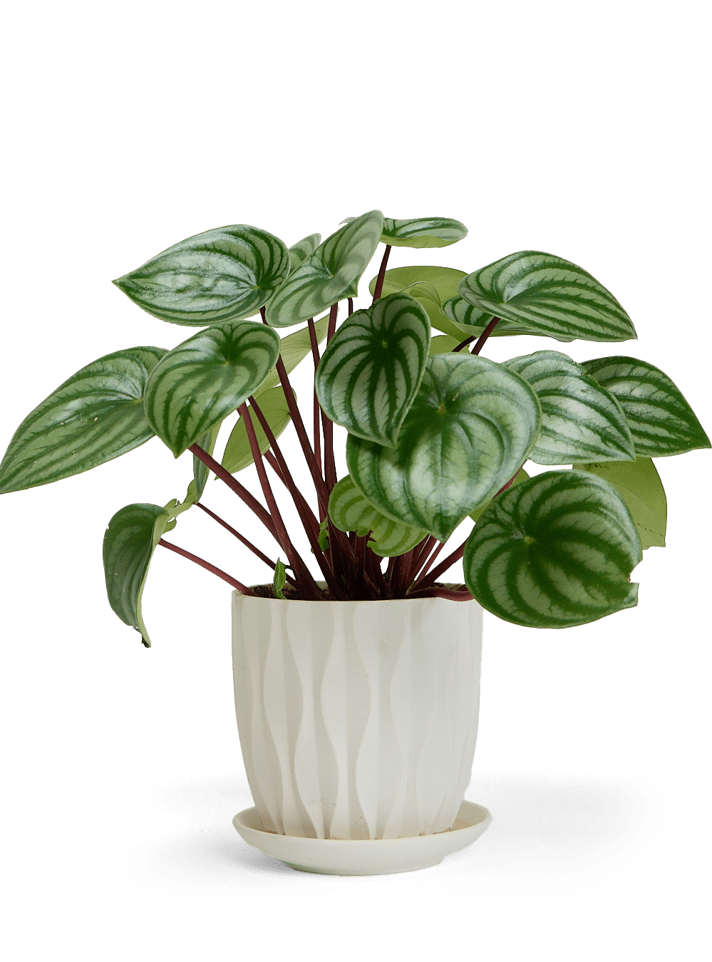 Virago 5" Porcelain Pot With Drainage Hole And Saucer - Chive Ceramics Studio - Pots - Chive Wholesale