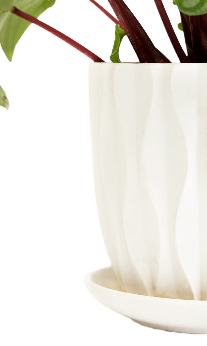 Virago 5" Porcelain Pot With Drainage Hole And Saucer - Chive Ceramics Studio - Pots - Chive Ceramics Studio